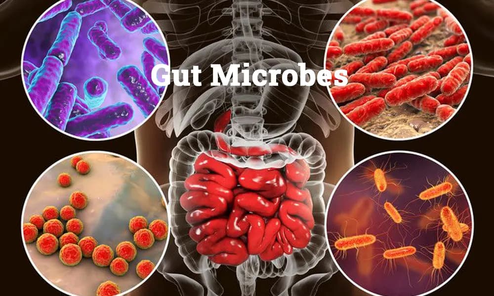 Normal Microbiota of the Human Body: How Gut Microbes Keep You Healthy